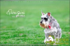 纯种狗的配种繁育常识