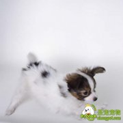 宠物婚前的检查