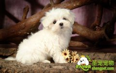 理想狗狗标准之安静型的