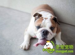 带斗牛犬骑自行车的注意事项