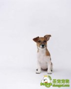 犬梨形虫病的症状治疗