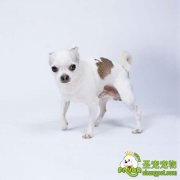 狗狗螨病的诊断和治疗