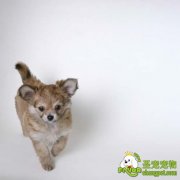 繁殖期的母犬的喂养