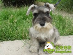 非正常状态的犬配种