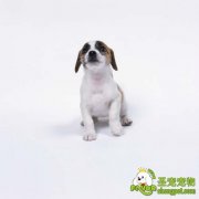 狗狗的繁殖及传宗接代的本能