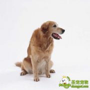 狗狗配种的注意事项