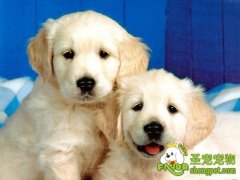 狗狗生殖系统的简介