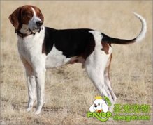 猎犬的选择方法