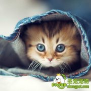 入冬宠物们很容易生病