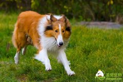 九个妙招纠正狗狗不良习惯