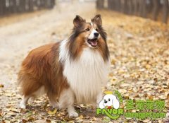 导盲犬的训练方法