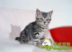 猫咪营养餐之鸡肉拌饭