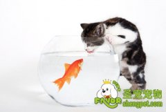 给猫咪剪毛的注意事项