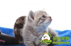 给猫咪选择玩具的注意点