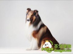 驯狗前先要学会正确使用狗绳