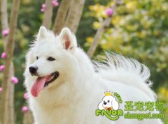 给狗狗梳毛选对梳子最重要