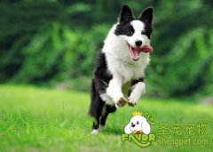 训练狗狗的十大好处