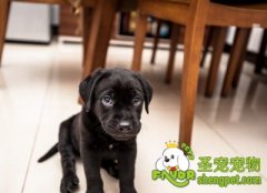 狗狗营养餐牛奶伴鸡胸