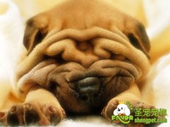 狗狗的假怀孕的原因