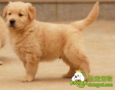 哪些犬不宜家庭繁殖