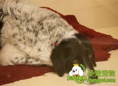 训练狗与猫或其他狗接触