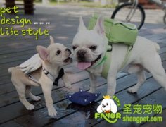 怎样调教幼犬进食？