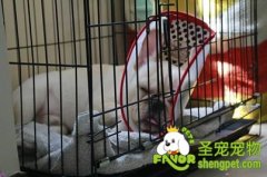 怎样对幼犬进行围栏训练？