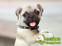 关于狗咬绳的几个小提醒