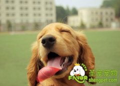 狗狗做美容的基本要点