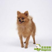 什么是弓形虫病