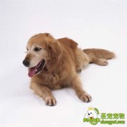 丝心虫病的症状及预防方法