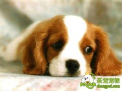 狗狗配一次种要花多少钱