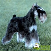 犬的嗅觉、听觉和视觉是怎样的