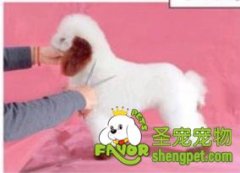 轻松打造贵宾犬骑马装