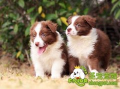 防止幼犬啃咬物品