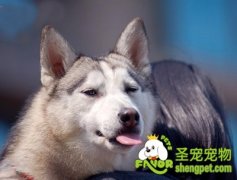 如何训练狗狗告知主人有电话打来