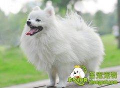 冬季狗狗吃什么可以抵御寒冷