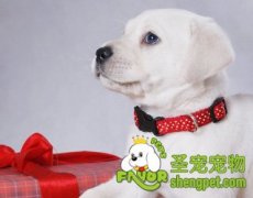 训练狗狗叫醒主人的方法