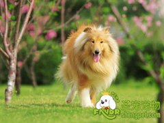 清除飞舞的狗毛的妙招