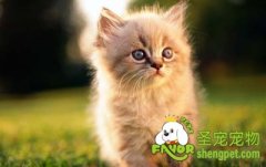 防止猫咪脱毛的小妙招