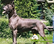 训练大丹犬的注意事项