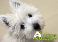 狗狗为什么喜欢啃咬鞋子