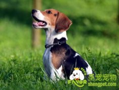 比格犬训练方法