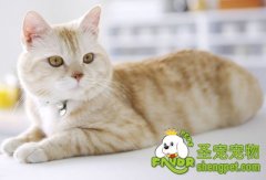 轻松教会猫咪用猫砂