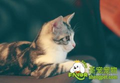 怎样训练猫咪与人亲近