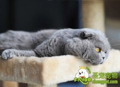 去宠物店买猫咪之前的几点建议