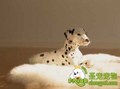 训练大麦町犬的三个阶段