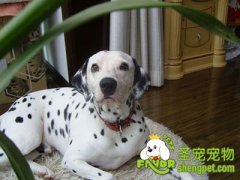 大麦町训练之刺激训练法