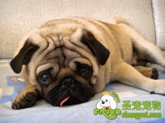 巴哥犬的动作训练法(一)