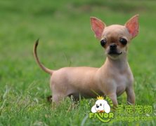 狗狗幼犬的食物